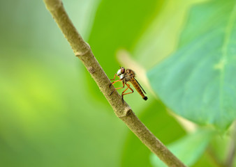 Close up Orange Robber Fly on Branch Isolated on Blurry Background