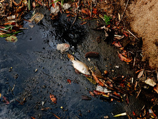 Dead fish Because Plastic garbage in the river , pollution and environment in the water.