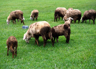 Obraz premium Flock of sheep on the field