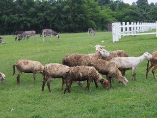 Flock of sheep on the field
