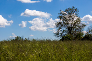 Blue sky with white clouds in the green fields - photograph