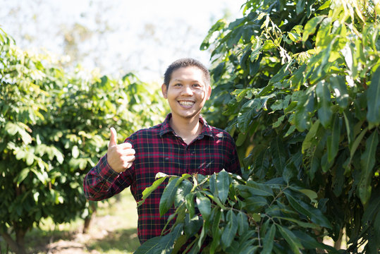 Asian Farmer Smiling And Showing Thumb Up In Longan Field, Thailand