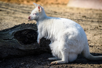 A rare albino kangaroo in ZOO in Pilsen, Czech Republic
