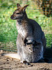 Baby kangaroo (joey) in its mother's pouch. ZOO in Pilsen, Czech Republic © milanvachal