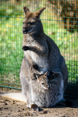 Baby kangaroo (joey) in its mother's pouch. ZOO in Pilsen, Czech Republic © milanvachal