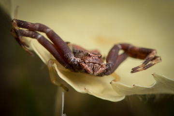 A crab spider sitting on a yellow flower
