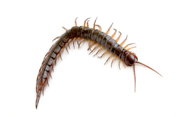 cenitipede isolated on white background ,creepy head