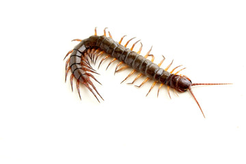 cenitipede isolated on white background ,creepy head