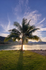 Fototapeta na wymiar palm tree on Koh Chang island in Thailand