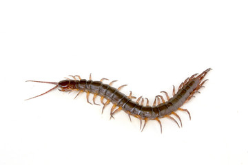 cenitipede isolated on white background ,creepy head