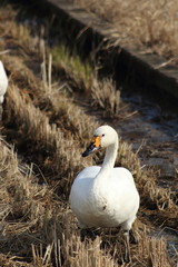 冬の田んぼを歩くコハクチョウです