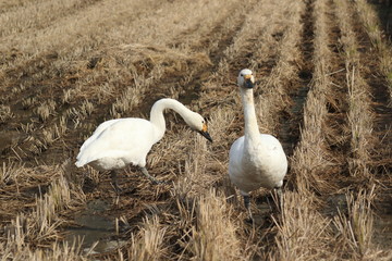 冬の田んぼに餌を食べにきた二羽のコハクチョウです