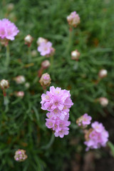 Sea Thrift Rosea Compacta