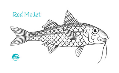 Fototapeta premium Red Mullet hand-drawn illustration