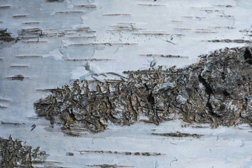 The macro shot of birch bark texture or background