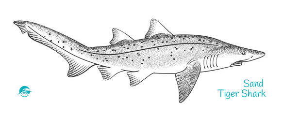 Sand Tiger Shark hand-drawn illustration