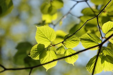 Spring linden leaves in the forest