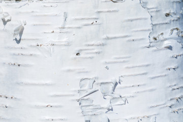 The macro shot of birch bark texture or background