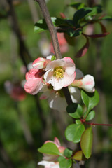 Fototapeta na wymiar Japanese Flowering Quince Alba