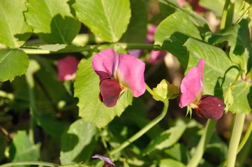 Peas  flowers in a garden