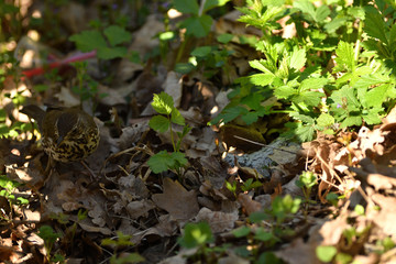Blackbird sitting in the grass hunting for insect 