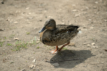 duck on the beach
