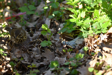  Thrush in the green leaf grass looking for food 