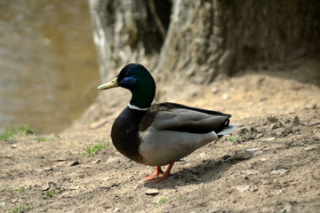 mallard duck