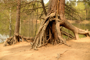 roots of an old tree