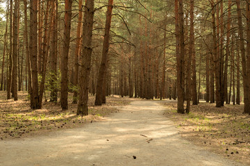 pine forest in spring