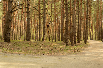 Obraz premium pine forest in spring