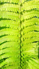 Fototapeta premium Beautiful fern in the garden