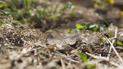 Dry autumn leaves on a sunny spring day