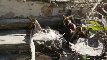 Dry autumn leaves on a sunny spring day