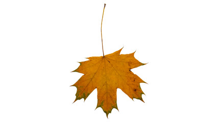 Autumn maple leaf. Isolated on white.