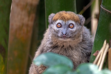 Eastern lesser bamboo lemur (Hapalemur griseus), .in its natural environment in Madagascar