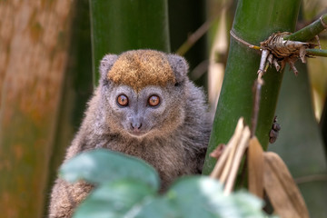 Eastern lesser bamboo lemur (Hapalemur griseus), .in its natural environment in Madagascar