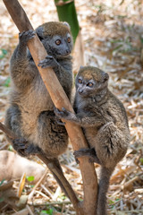 Eastern lesser bamboo lemur (Hapalemur griseus), .in its natural environment in Madagascar