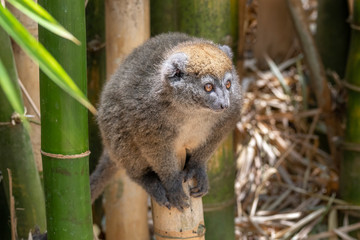 Eastern lesser bamboo lemur (Hapalemur griseus), .in its natural environment in Madagascar