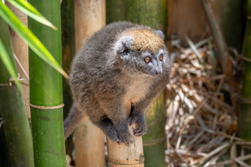 Eastern lesser bamboo lemur (Hapalemur griseus), .in its natural environment in Madagascar