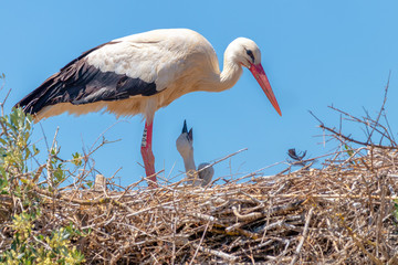 White stork in the nest feeding chicks in Donana National park, Seville, Spain