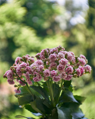Obraz premium Kalanchoe flowers natural bouquet on blurred background, black and white photo