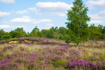 Heathland in National Park Maasduinen in the Netherlands