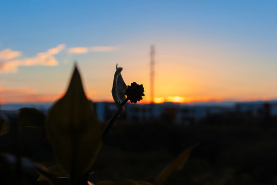 sunsets, and silhouettes of plants in the town.Beautiful natural scenery