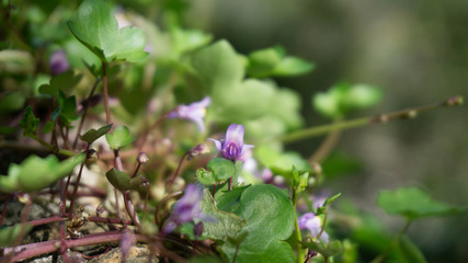 Wild grasses in Rome and Alban Lake