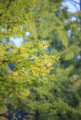 Green background, yellow ginkgo leaves, woods, ginkgo trees, ginkgo leaves, lots of leaves, autumn scenery, natural scenery
