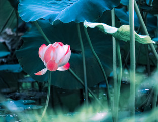 Summer lotus pond, many green lotus leaves, pink lotus, summer scenery, Chinese lotus