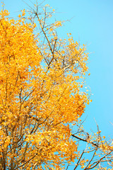 Blue sky and yellow ginkgo leaves, strong contrast, natural scenery, autumn scenery