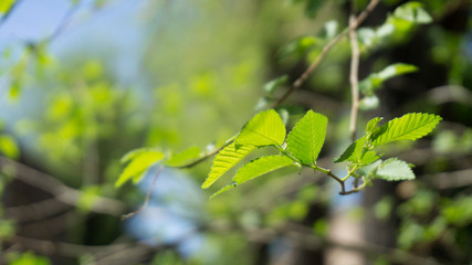 Wild grasses in Rome and Alban Lake