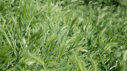 Wild grasses in Rome and Alban Lake
